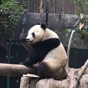 Meet your Posher, Blythe